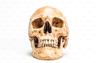 cranio umano