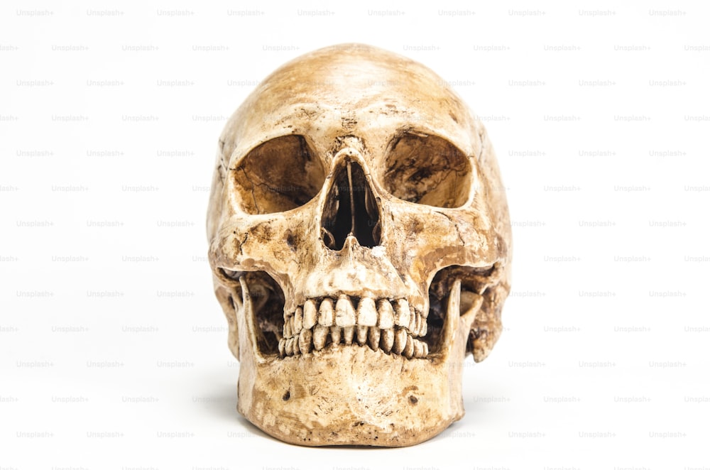 Human skull bones - Stock Image - C019/8342 - Science Photo Library