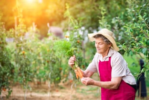 Senior woman in her garden harvesting carrots