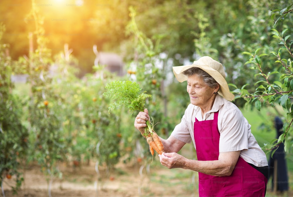 Senior woman in her garden harvesting carrots