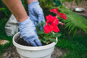 あなたの余暇に働きなさい。優しく思いやりのある移植花の苗を吊り鉢に入れます。庭を飾る