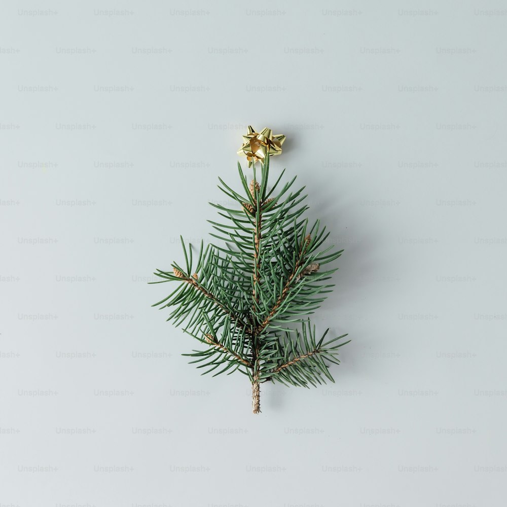 Sapin de Noël minimaliste en plante à feuilles persistantes sur fond blanc.  Concept du Nouvel An. Pose à plat.