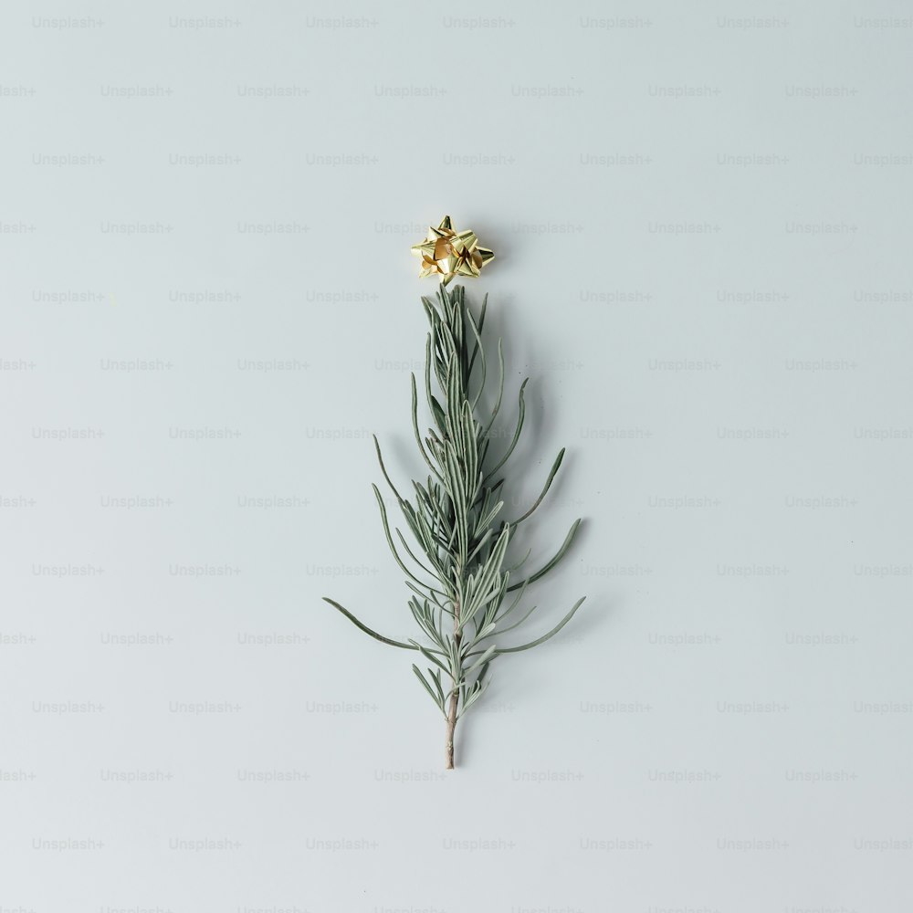 Minimalistic Christmas tree made of rosemary plant on white background. New Year concept. Flat lay.