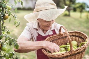 Senior woman in her garden harvesting green pepper, tomatoes and pears