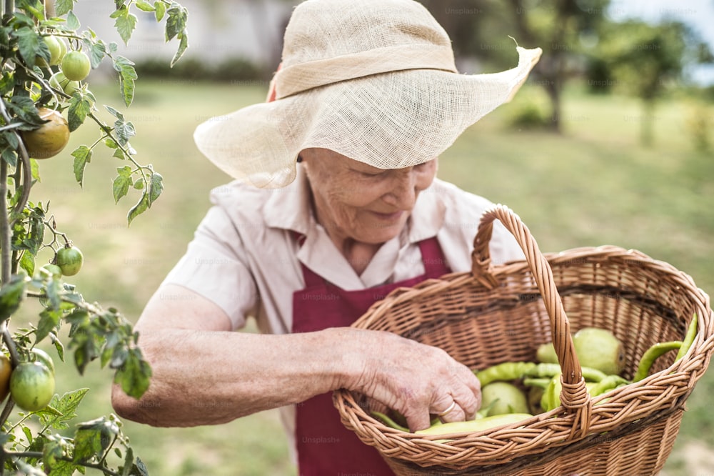 Senior woman in her garden harvesting green pepper, tomatoes and pears