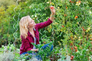 Hermosa mujer joven con camisa roja a cuadros cosechando tomates, otoño soleado