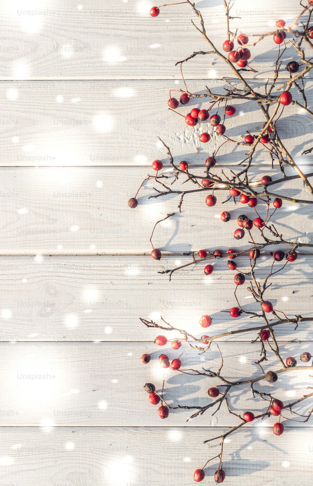 Winterfestlicher Hintergrund. Die leuchtend roten Beeren reifer Weißdornbeeren auf einem Hintergrund aus eleganten weißen Brettern. Dekorativer Hintergrund für Weihnachts- und Neujahrsgrußkarten