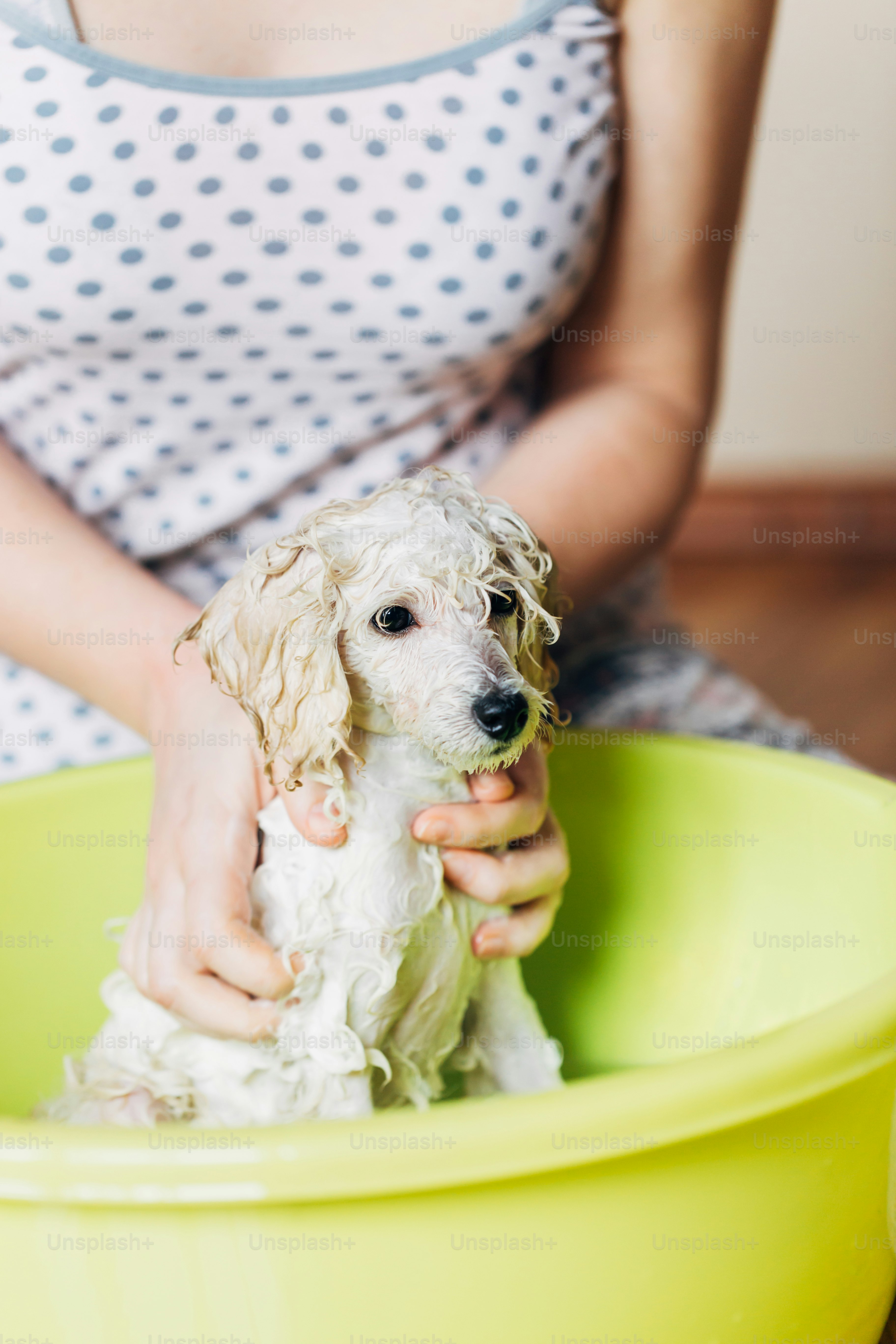 Adorable and funny puppy of white dwarf poodle having bath. Selective focus. Home indoor shot.