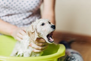 Adorable and funny puppy of white dwarf poodle having bath. Selective focus. Home indoor shot.