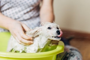 Adorable and funny puppy of white dwarf poodle having bath. Selective focus. Home indoor shot.