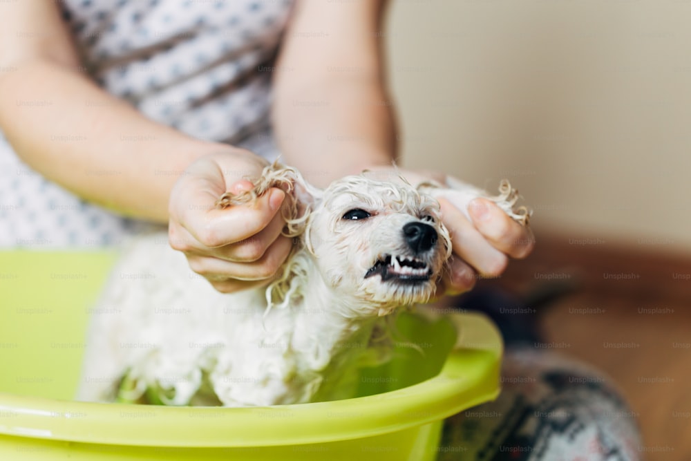 Adorable and funny puppy of white dwarf poodle having bath. Selective focus. Home indoor shot.