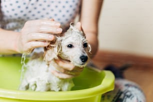 Adorabile e divertente cucciolo di barboncino nano bianco che fa il bagno. Messa a fuoco selettiva. Colpo interno casalingo.