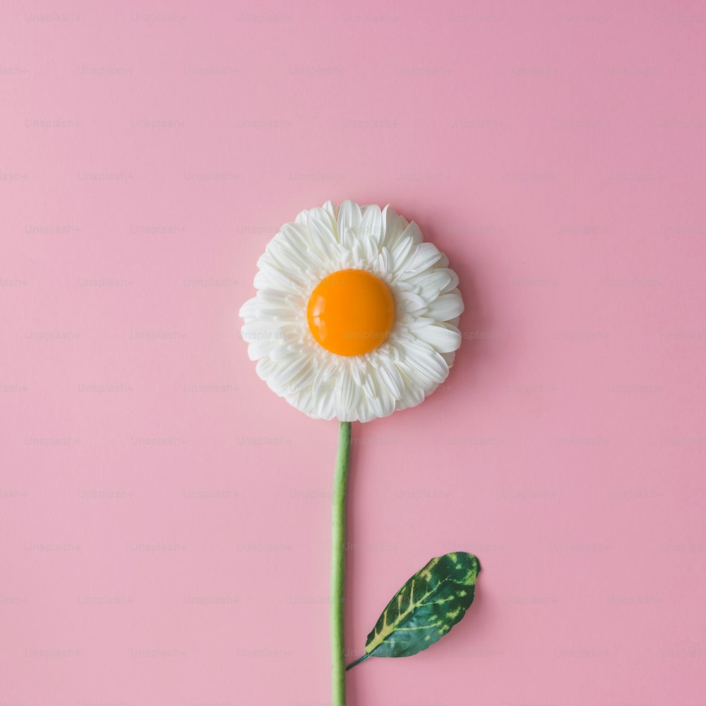 Daisy flower with egg yolk. Minimal concept. Flat lay.