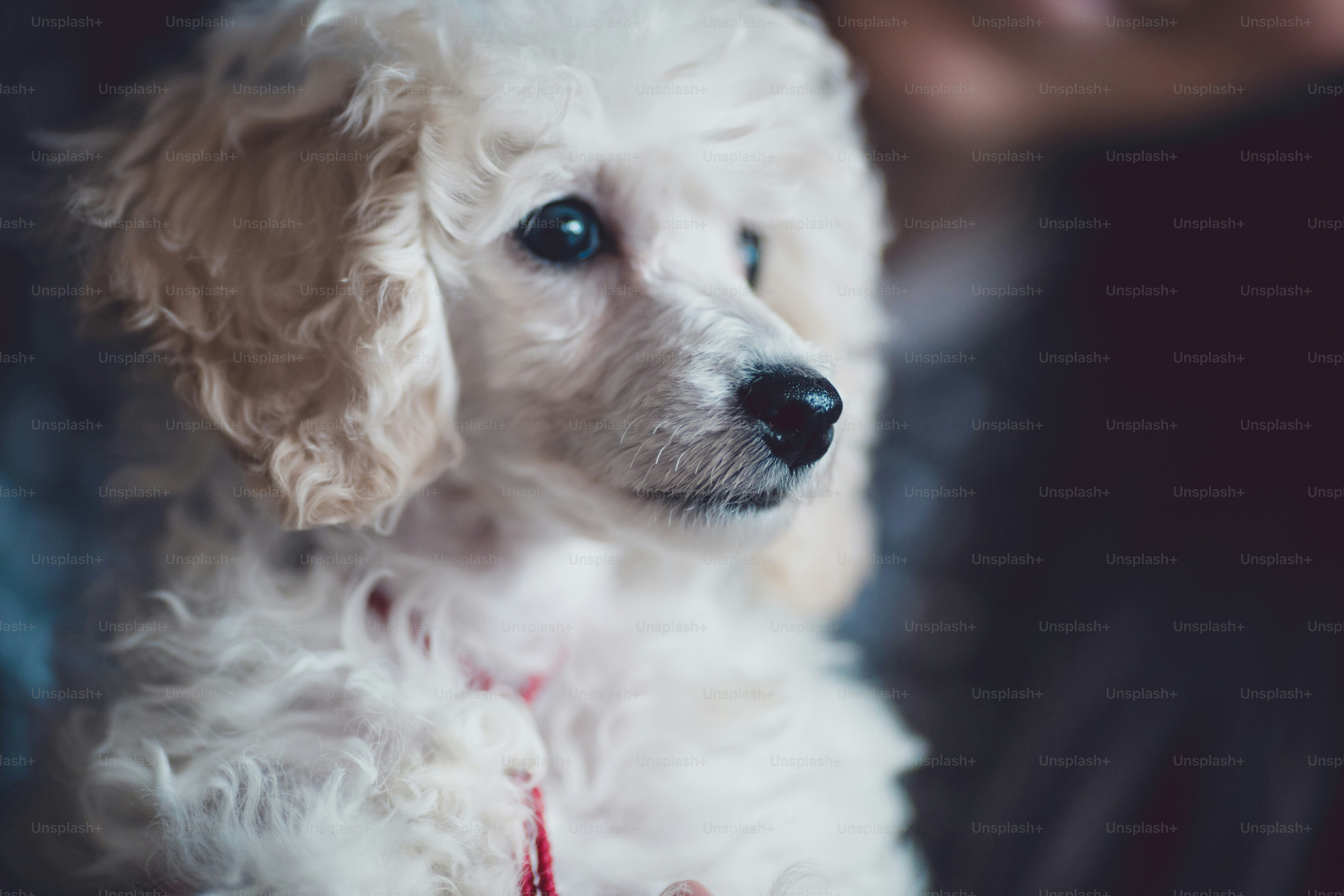 Close up indoor shot of adorable white dwarf poodle puppy. Low light and visible noise.