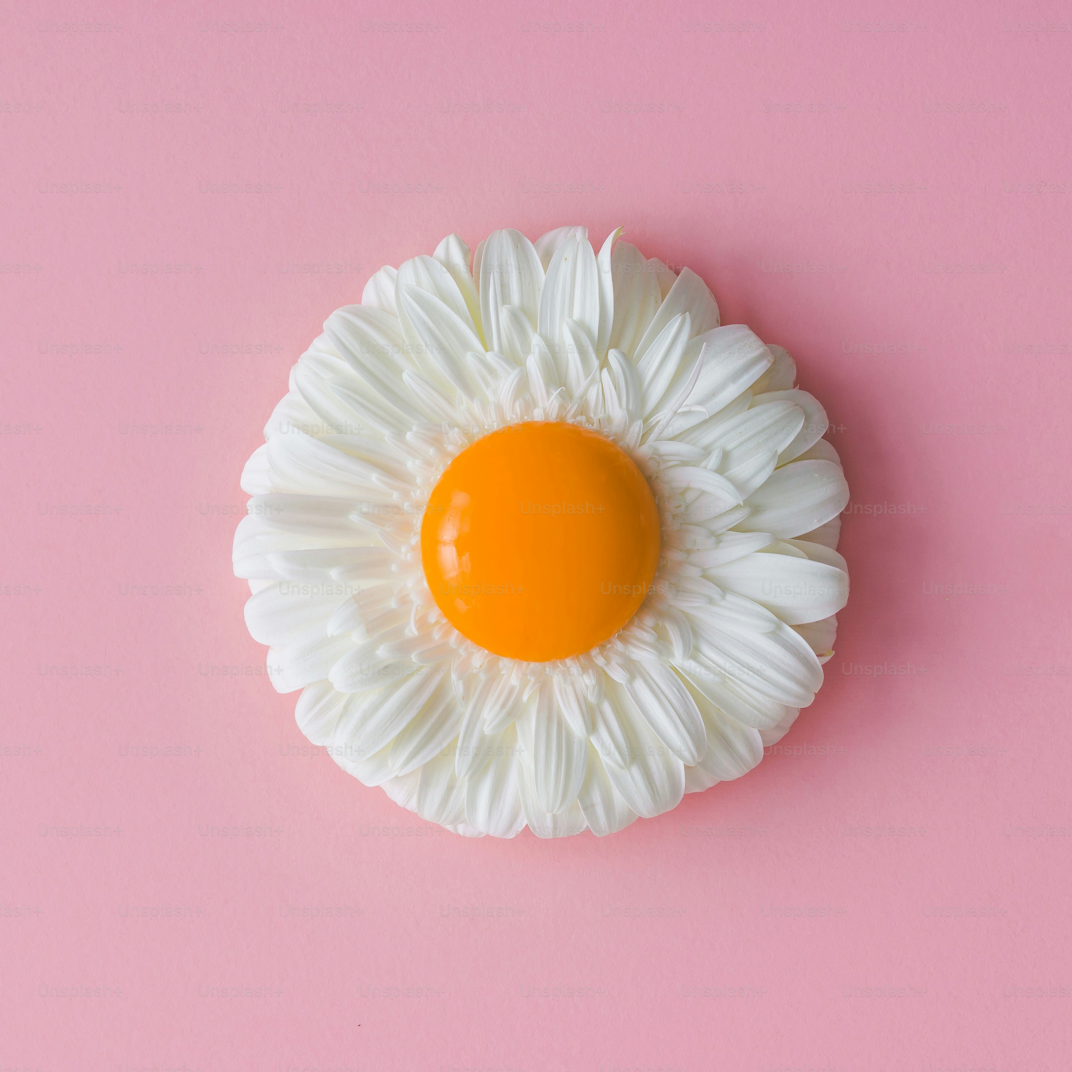 Daisy flower with egg yolk. Minimal concept. Flat lay.
