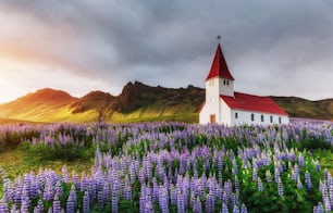 아이슬란드 최남단의 마을 정착지 인 비크 (Vik) 마을 교회는 섬 주변의 주요 순환 도로에 위치하고 있습니다. 전경에 알래스카 루핀 꽃밭