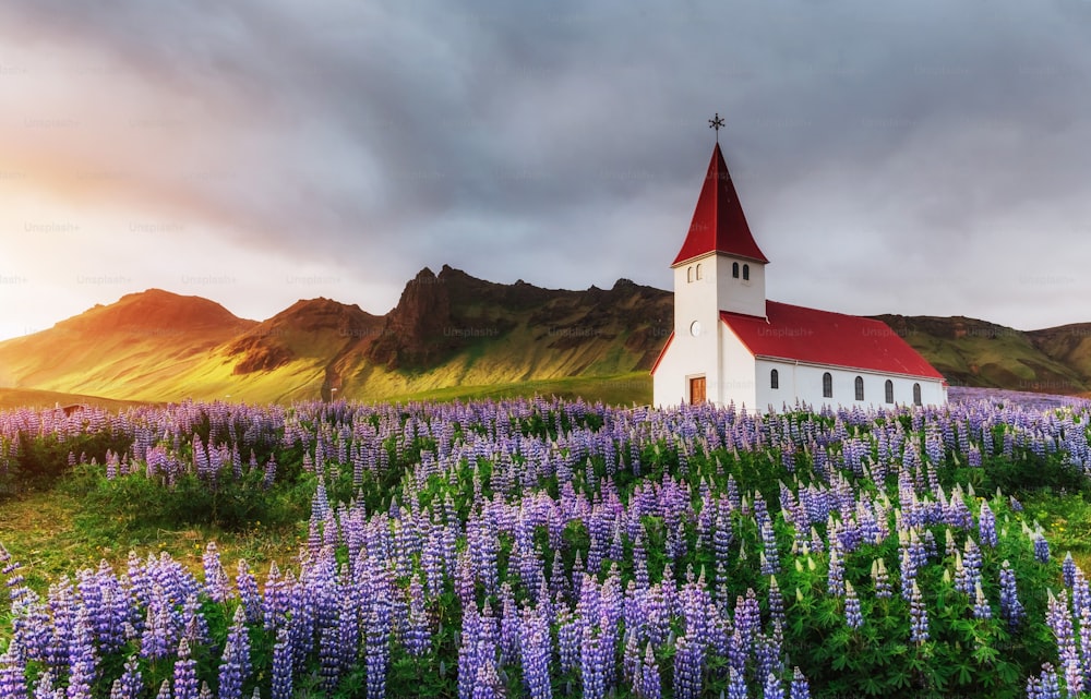 The village church of Vik, the southernmost settlement in Iceland, located on the main ring road around the island. Alaska lupine flower fields in the foreground