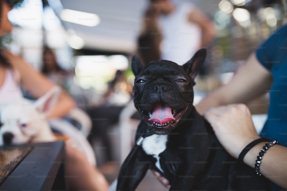 Bella giovane donna seduta in un caffè con il suo adorabile cucciolo di bulldog francese. Città primaverile o estiva all'aperto. Tema persone con cani.