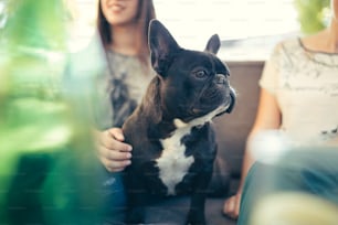 Beautiful teenage girl sitting in cafe restaurant with her adorable French bulldog puppy. People and dogs theme.