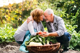 Feliz pareja de ancianos sanos cosechando verduras en la parcela. Hombre y mujer jardinería.