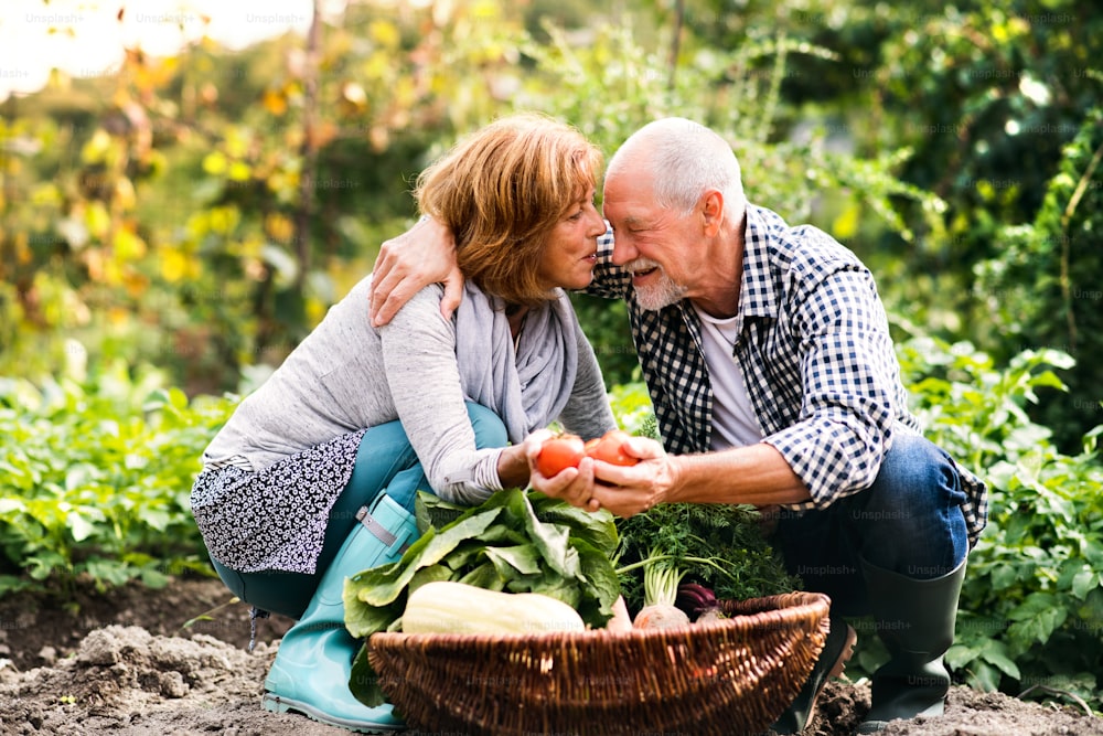 할당에 야채를 수확하는 행복한 건강한 노인 부부. 남자와 여자 정원 가꾸기.