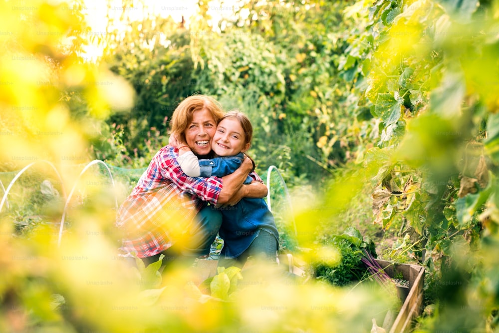 Donna anziana sana felice con sua nipote che raccoglie verdure nell'orto. Donna e una bambina che fanno giardinaggio.
