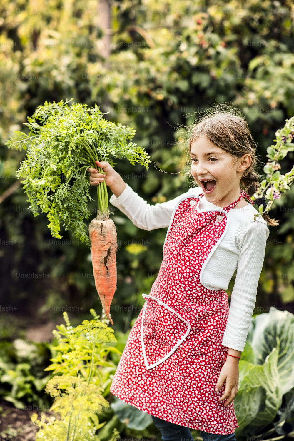 Une petite fille récoltant des légumes sur un potager. Fille jardinant, tenant une grosse carotte.