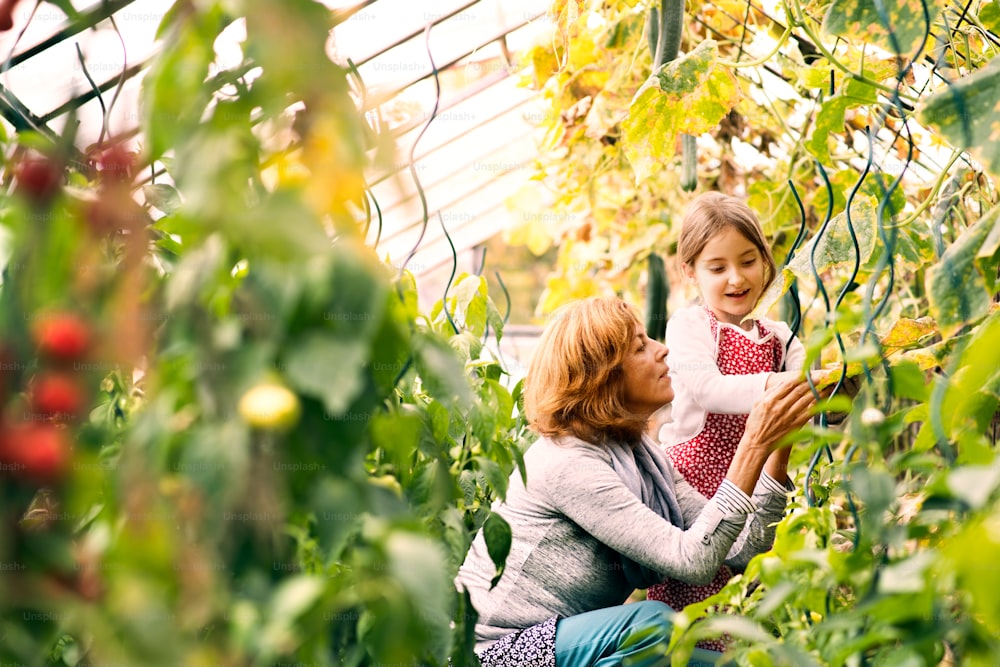 Donna anziana sana felice con sua nipote che raccoglie verdure in serra. Donna e una bambina che fanno giardinaggio.