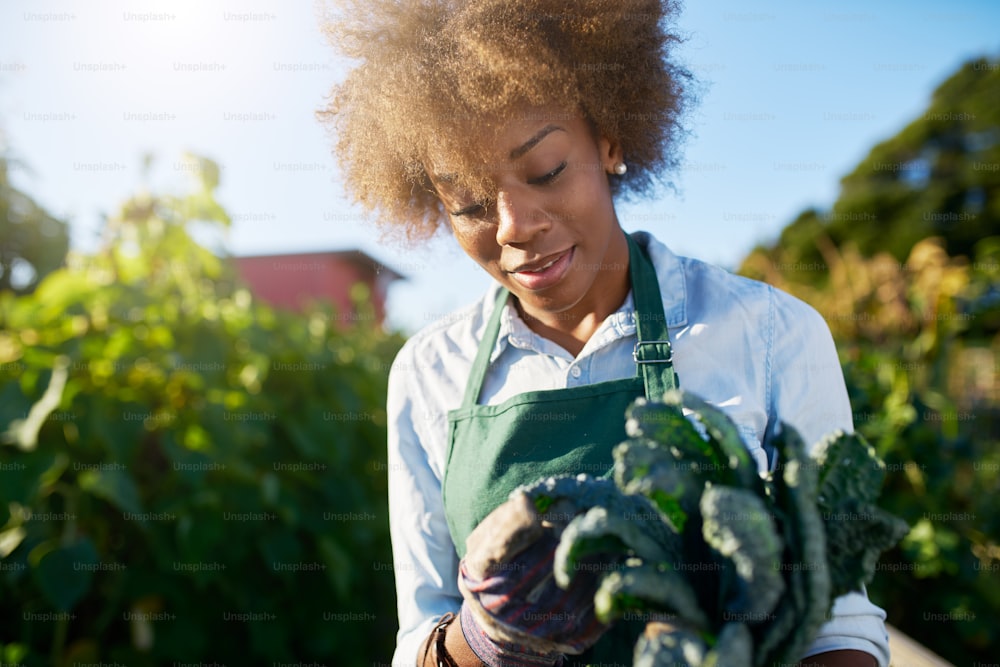 jardineira feminina afro-americana inspecionando couve recém-colhida da horta comunitária urbana