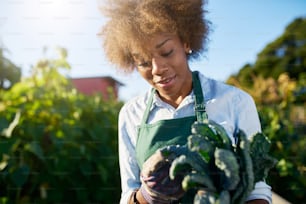 african american female gardener inspecting freshly picked kale from urban community garden