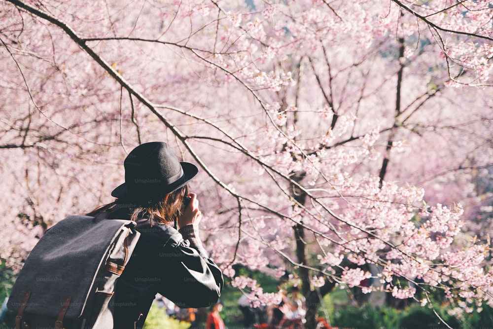 美しい女の子の旅行者チェンマイタイの観光は、ピンクの桜の花で写真を撮る