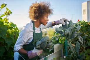 african american woman tending to kale in communal urban garden while the sun sets
