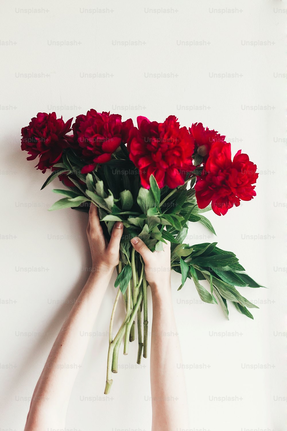 Hände halten schöne rote Pfingstrosen Strauß auf rustikalem weißen Hintergrund. Modernes Boho-Blumenbild. Frohen Frauentag oder Mütter. Hochzeitsflorist. Valentinstag. Glückwunschkarte