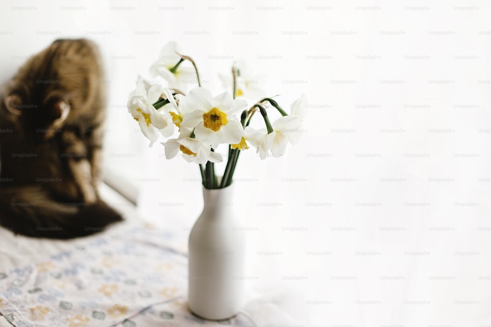 beautiful yellow daffodils and funny cute кіттен on background of white morning light from window