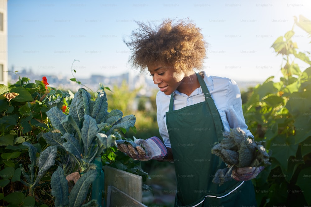 african american woman tending to kale in communal urban garden with lens flare in background