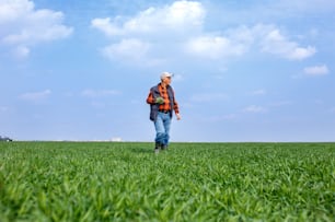 Senior farmer walking in young wheat field and examining crop.