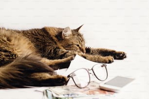 かわいい猫がメガネの電話とお金でテーブルの上に寝て座って、家や買い物のオンラインコンセプト、テキスト用のスペースを働いています