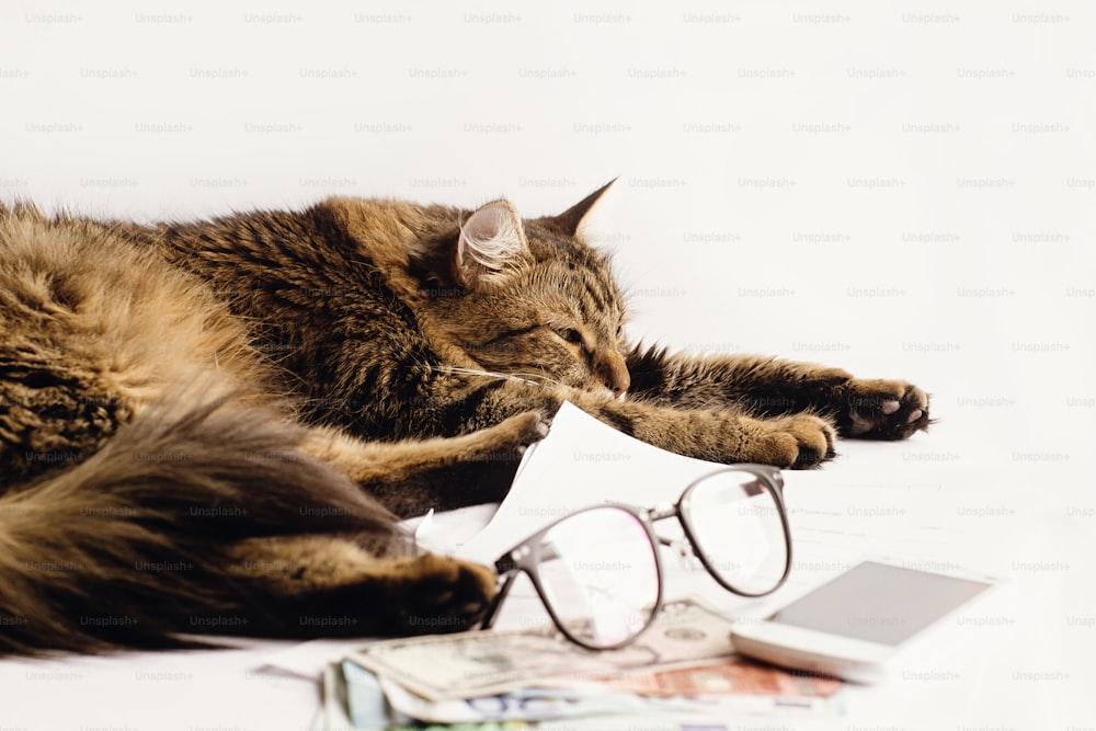 niedliche Katze sitzt schlafend auf Tisch mit Brille Telefon und Geld, Arbeit zu Hause oder Shopping Online-Konzept, Platz für Text