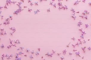 Belles fleurs de pétales violet lilas sur fond rose, pose à plat avec de l’espace pour le texte. image moderne. vue de dessus. Concept de cadre floral élégant. Journée des mères ou de la femme