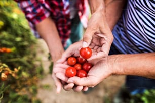 Unrecognizable senior couple harvesting vegetables on allotment. Man and woman gardening.