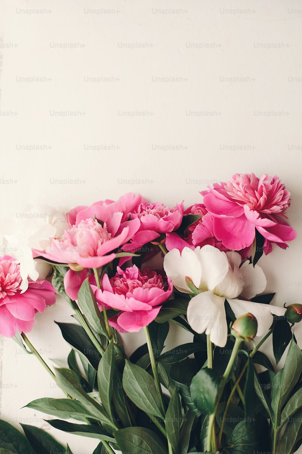 Belles pivoines roses sur fond en bois blanc rustique, espace pour le texte. Carte de voeux floral, mise à plat. belles fleurs de pivoine, image tendre. Concept de la journée des mères heureuses ou de la femme