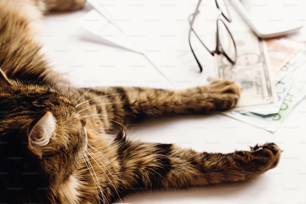 cute cat sitting on table with glasses phone and holding paw on money, working home or shopping online concept, space for text