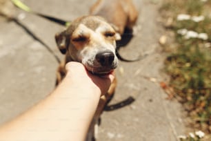 hand of man caress  brown scared dog from shelter posing outside in sunny park, adoption concept