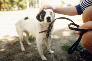 hand of man caress little scared dog from shelter posing outside in sunny park, adoption concept