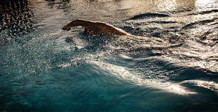 Man swimming in pool. Space for copy.