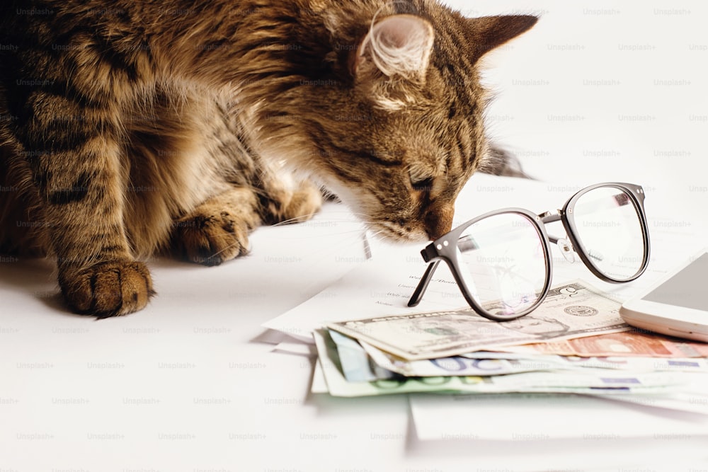 gato bonito sentado na mesa com óculos telefone e dinheiro, trabalhando em casa ou fazendo compras on-line conceito, espaço para texto