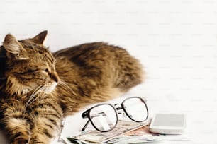 cute cat sitting sleeping on table with glasses phone and money, working home or shopping online concept, space for text