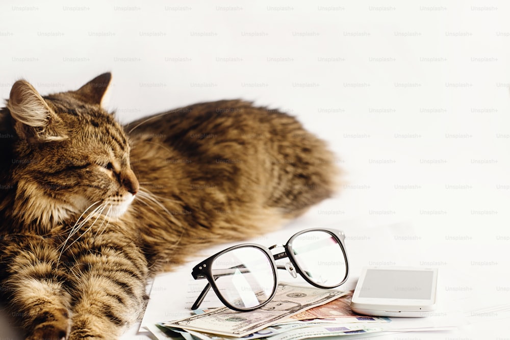 귀여운 고양이는 안경 전화와 돈을 가지고 테이블에 앉아 있고, 집에서 일하거나 온라인 쇼핑을 하는 개념, 텍스트를 위한 공간