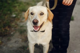 Simpatico cane labrador giallo dal rifugio in posa all'esterno nel parco soleggiato, concetto di adozione
