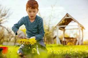 Beautiful flower bed. Pleasant nice boy looking at the planted flowers while being happy about his work